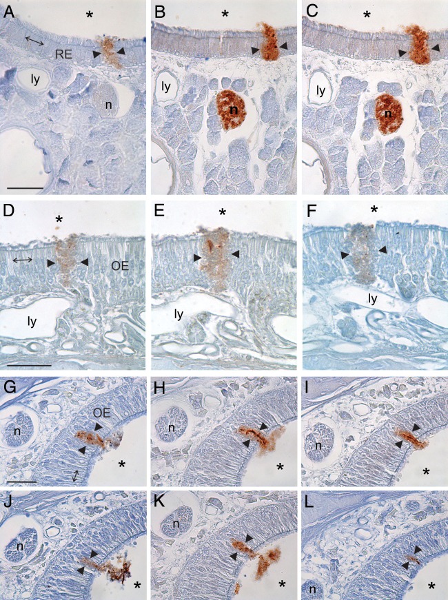 FIG 1