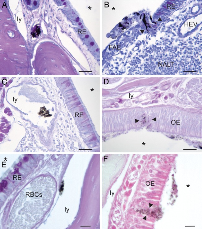 FIG 2