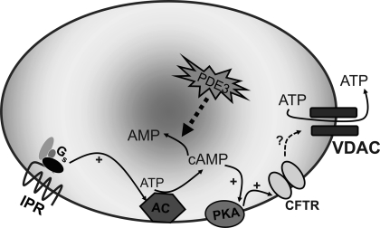 Fig. 6.