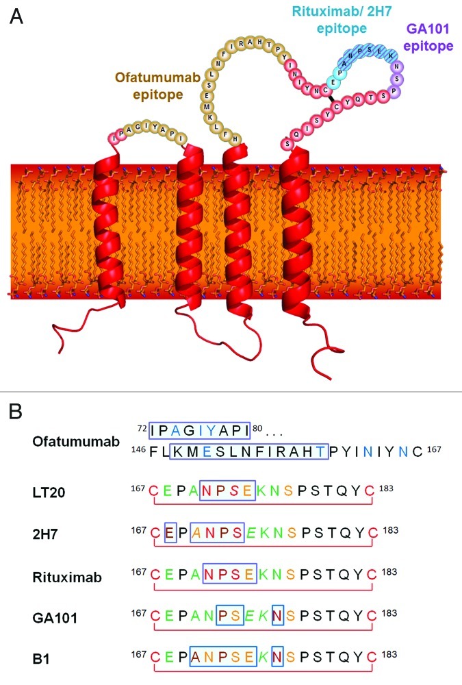 graphic file with name mabs-5-22-g1.jpg