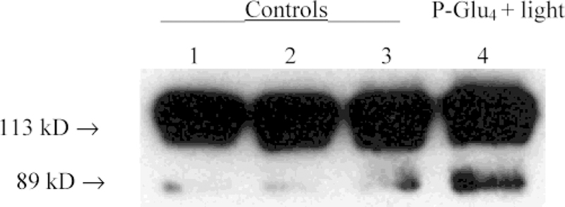 FIGURE 4: