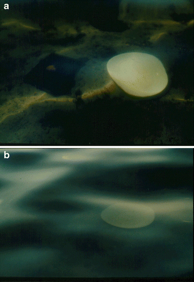 Fig. 6