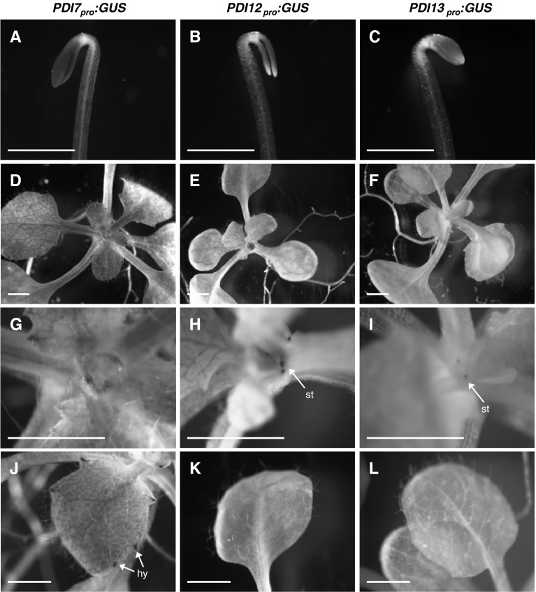 Fig. 4