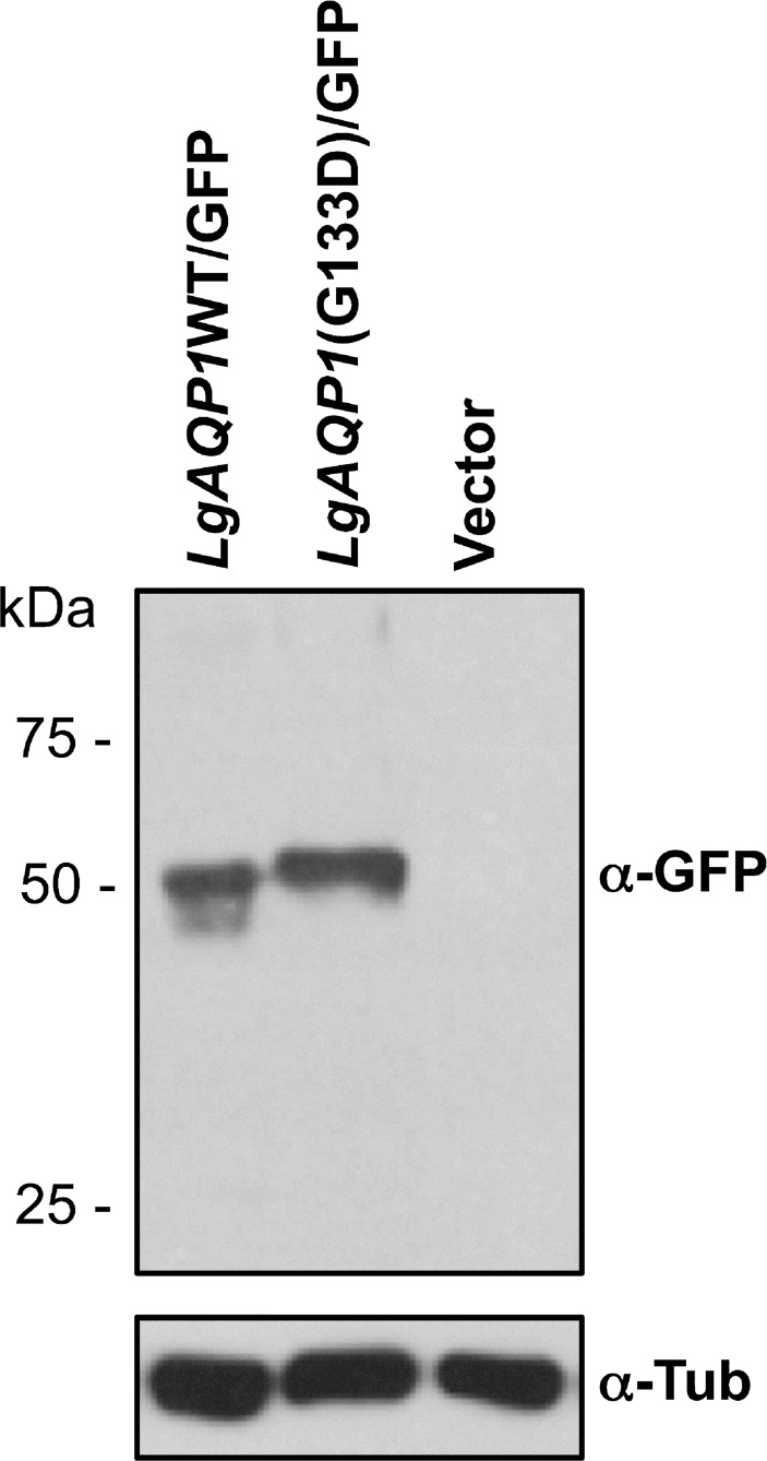 Fig 9