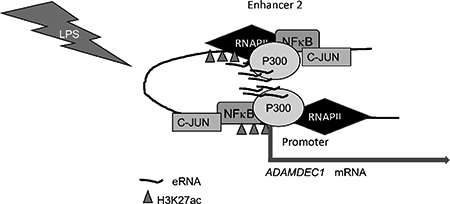 graphic file with name nihms-1510209-f0001.jpg