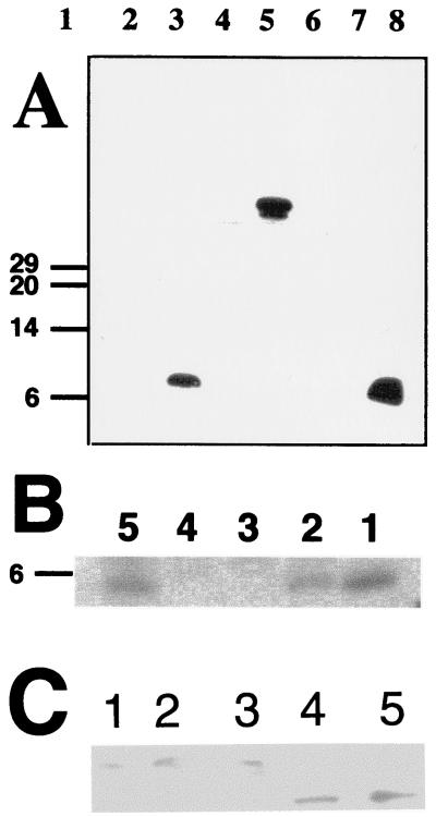 FIG. 5