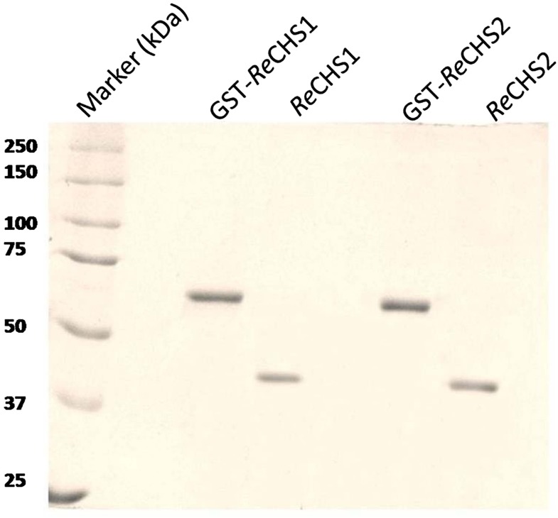 Figure 4.