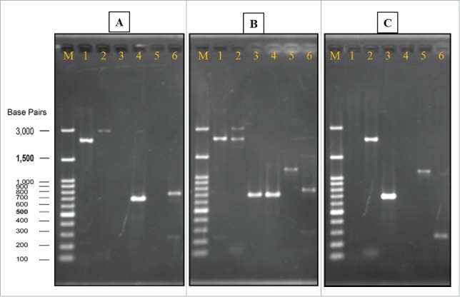 Figure 3.