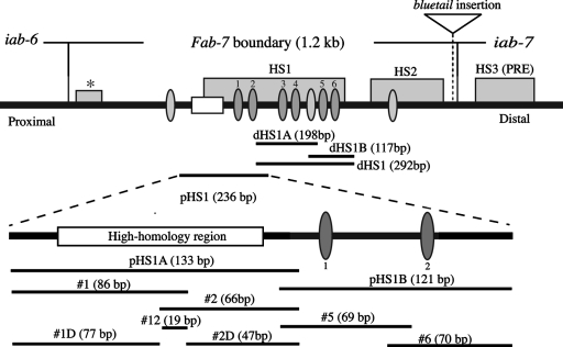 FIG. 1.