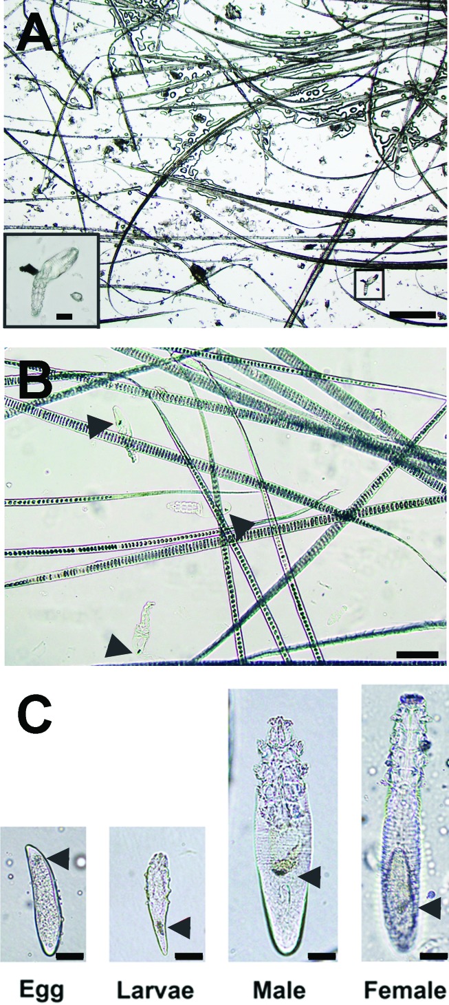 Figure 3.