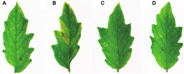 Fig. 7