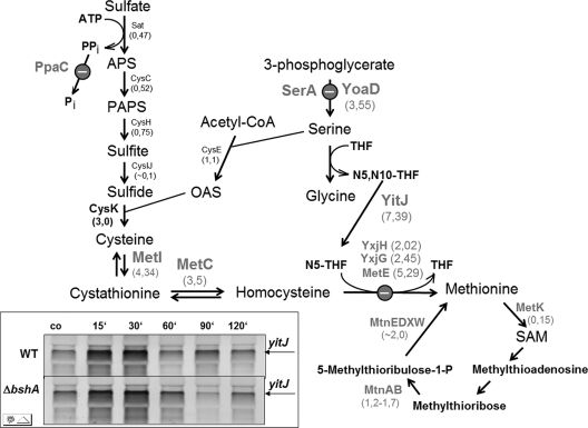 Fig. 7.