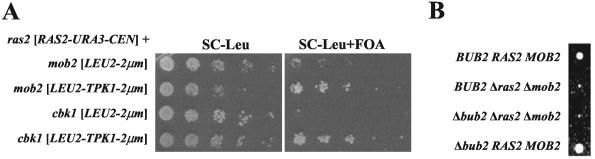 FIG. 2.