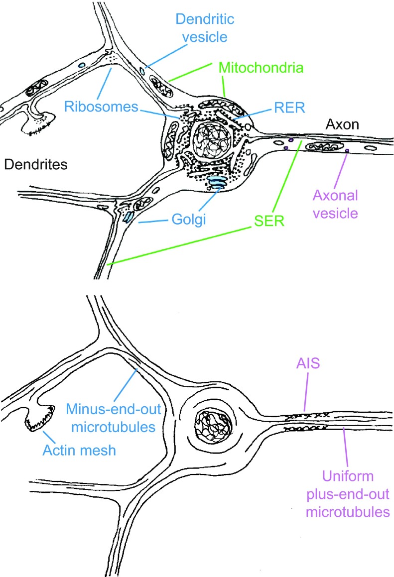 Fig. 1.