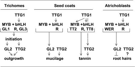 Figure 7.