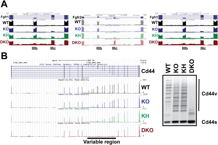 Figure 4—figure supplement 1.