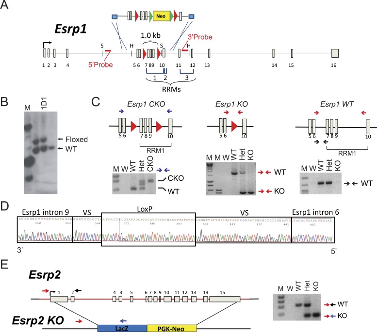 Figure 1—figure supplement 2.