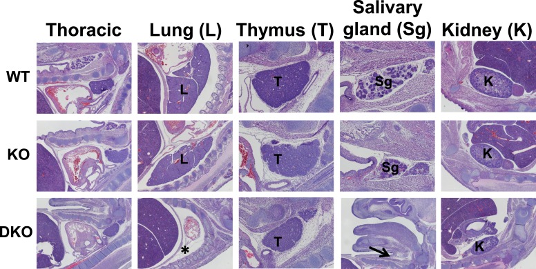 Figure 1—figure supplement 4.