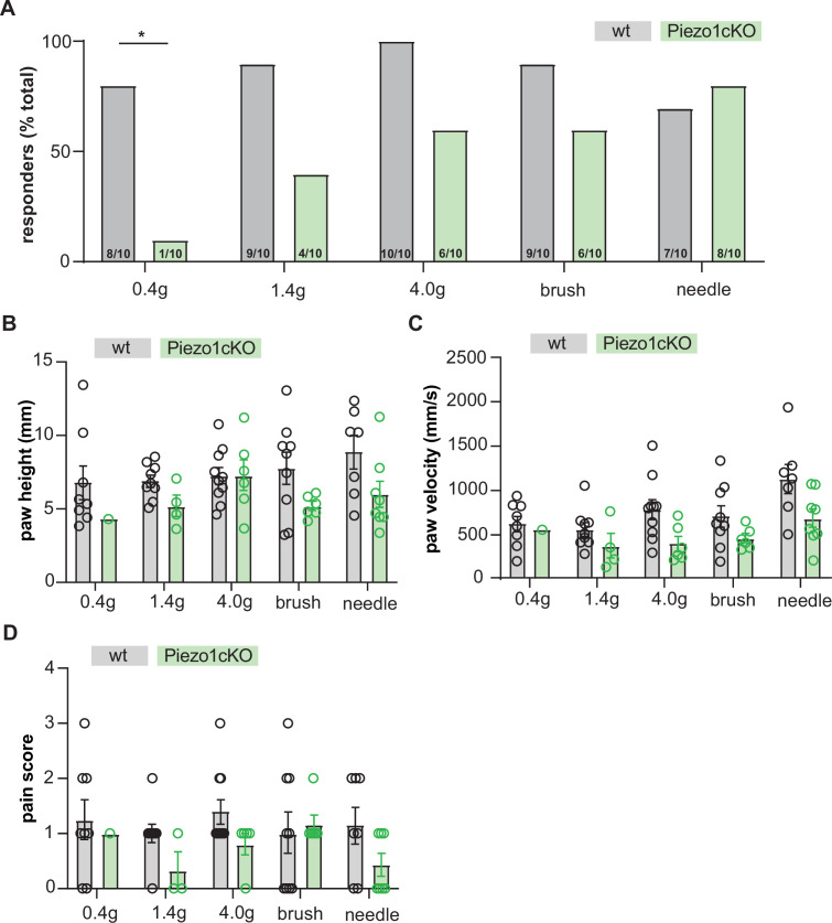 Figure 5—figure supplement 1.