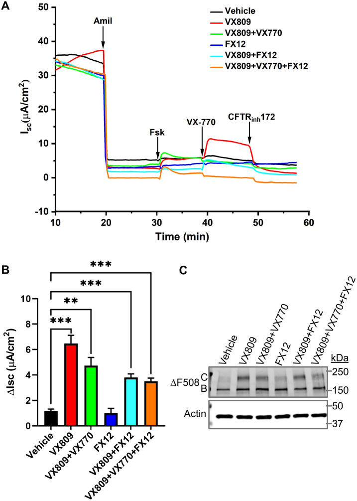 FIGURE 7: