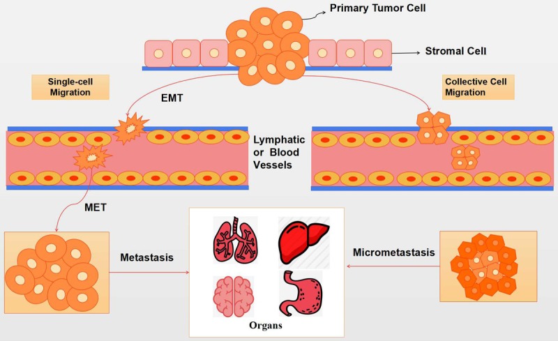 An emerging tumor invasion mechanism about the collective cell ...