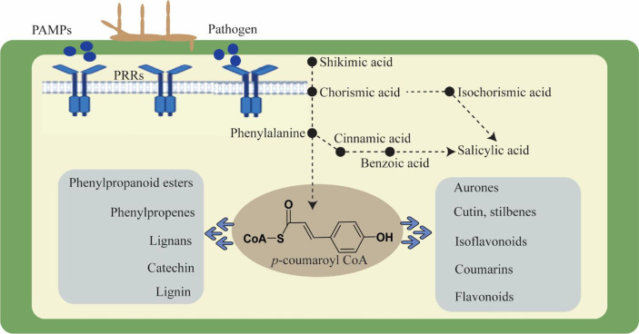 Figure 1