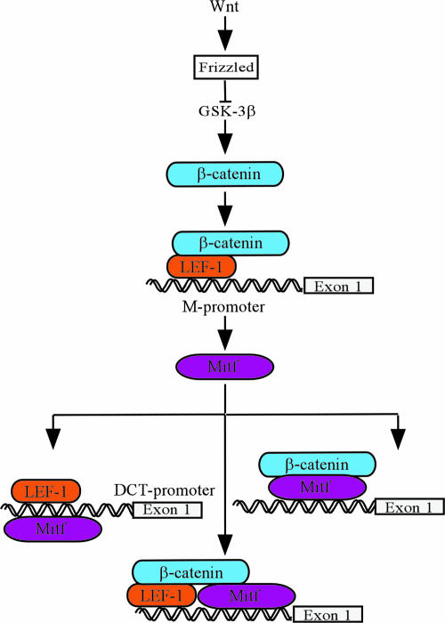 FIG. 7.