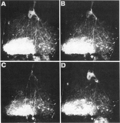 graphic file with name pnas00305-0103-a.jpg