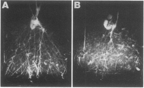 graphic file with name pnas00305-0102-a.jpg