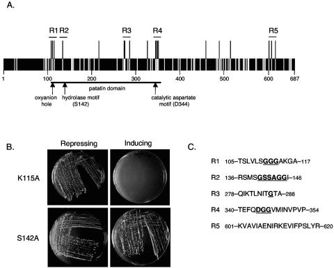 FIG. 1.