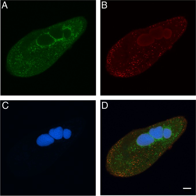 FIG 1