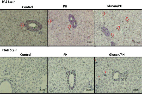 IWJ-12427-FIG-0006-c