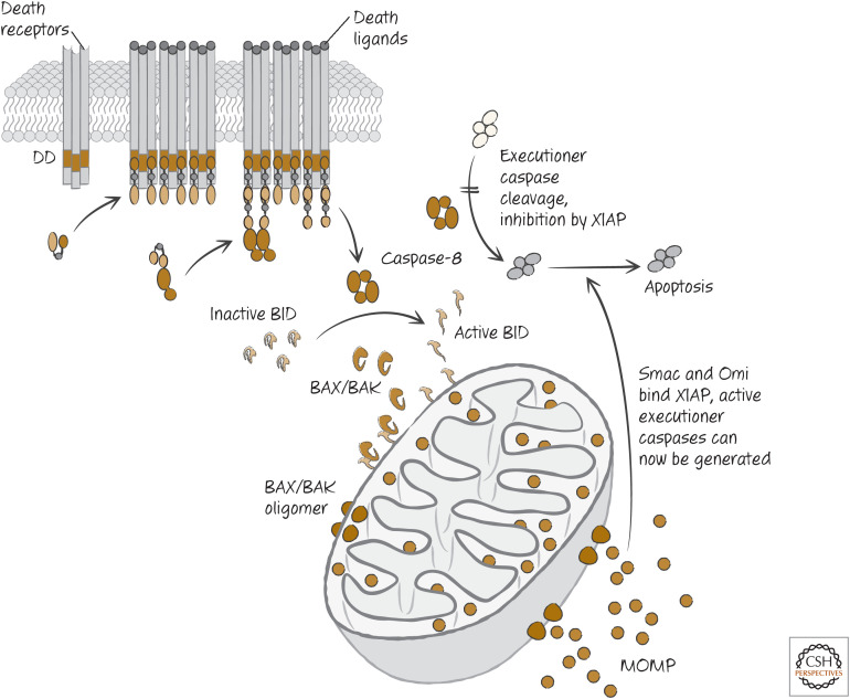 Figure 13.