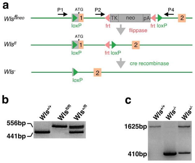 FIG. 1