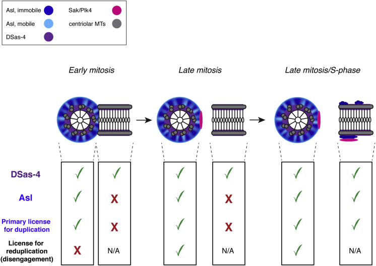 Figure 4