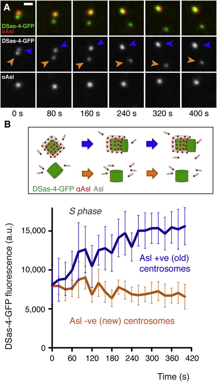 Figure 3