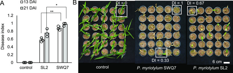 Genome of Pythium myriotylum Uncovers an Extensive Arsenal of Virulence ...