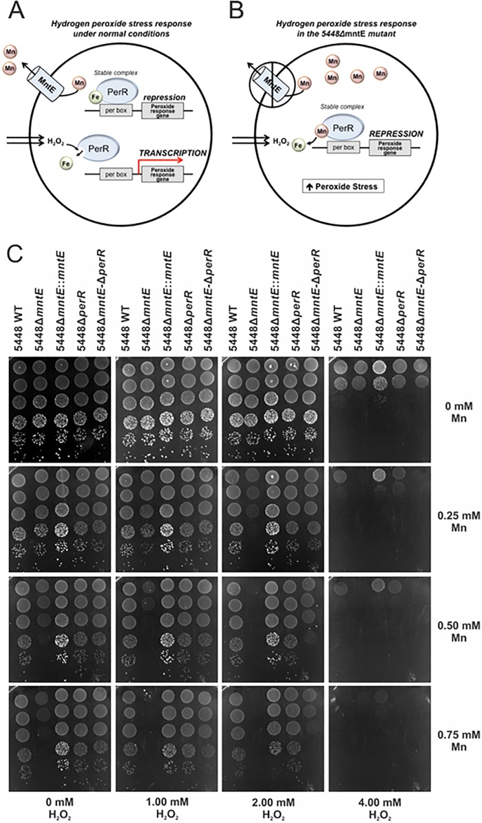 FIG 5 