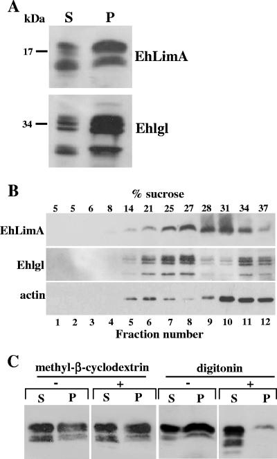 FIG. 8.