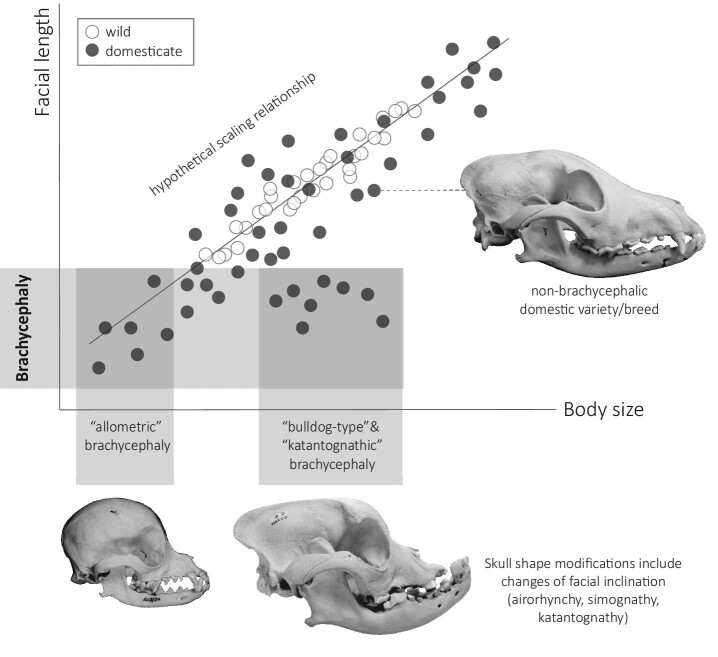 Exceptional Changes in Skeletal Anatomy under Domestication: The Case ...