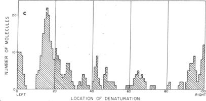 graphic file with name pnas00128-0215-b.jpg