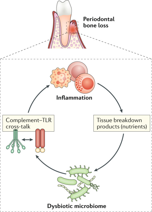 Box 1 Overview of periodontitis and its animal models