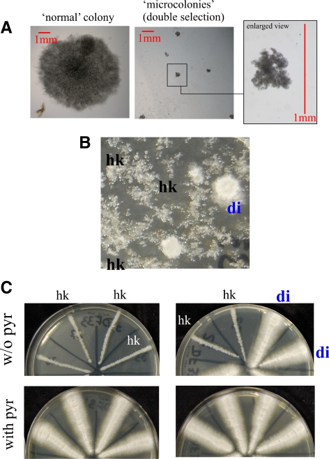 Figure 10.