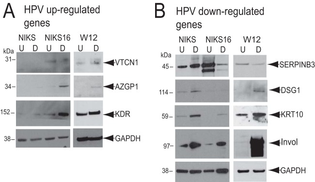 FIG 6