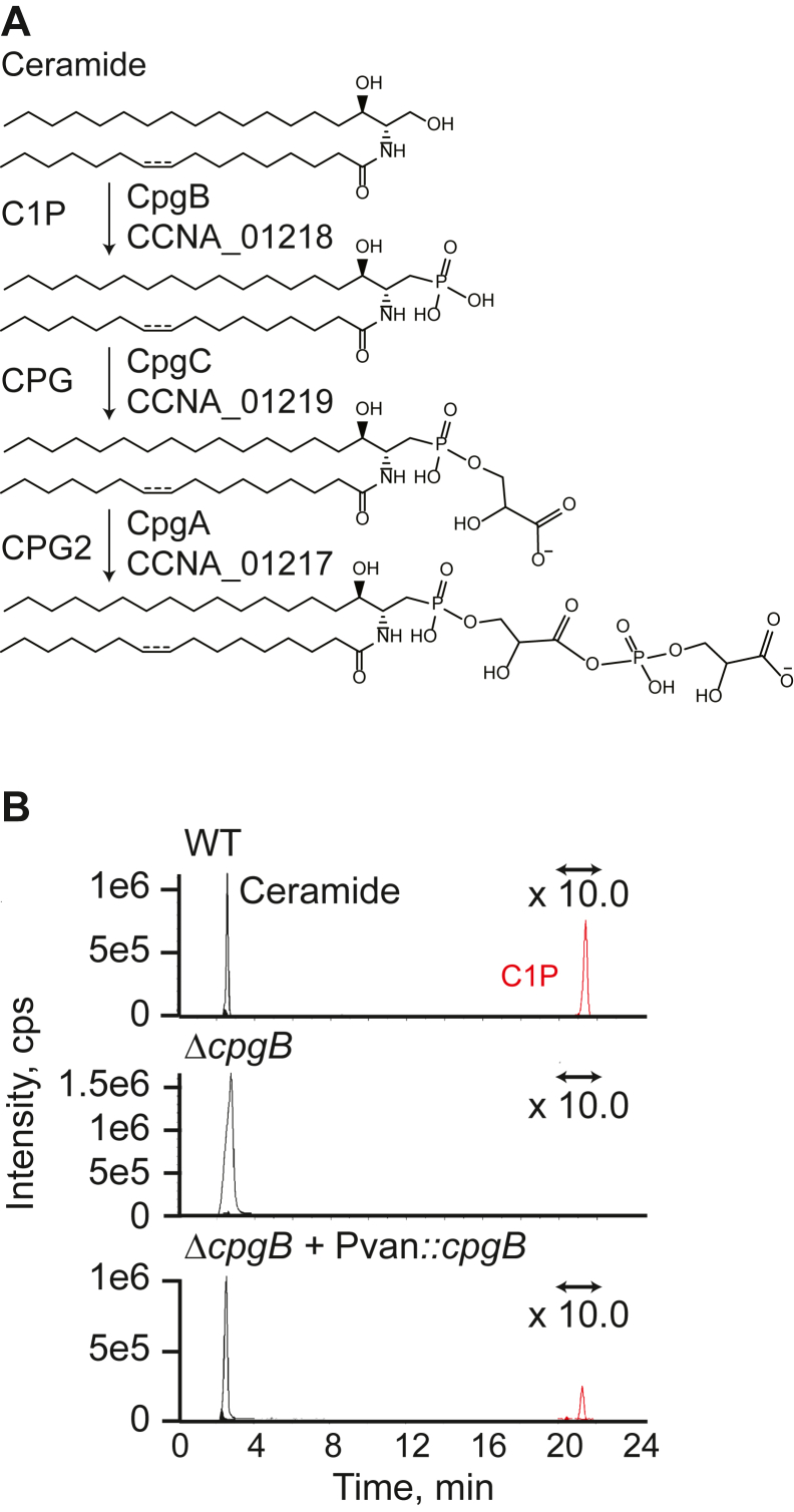 Figure 1