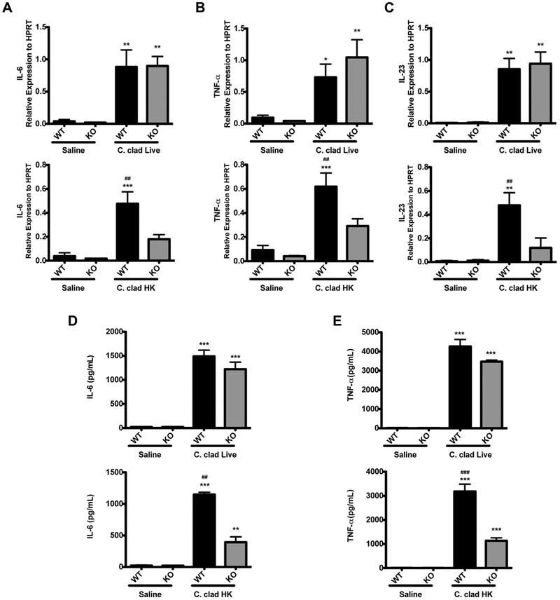 FIG 7.