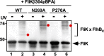 FIG 1