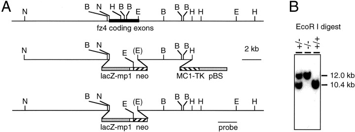 Fig. 1.