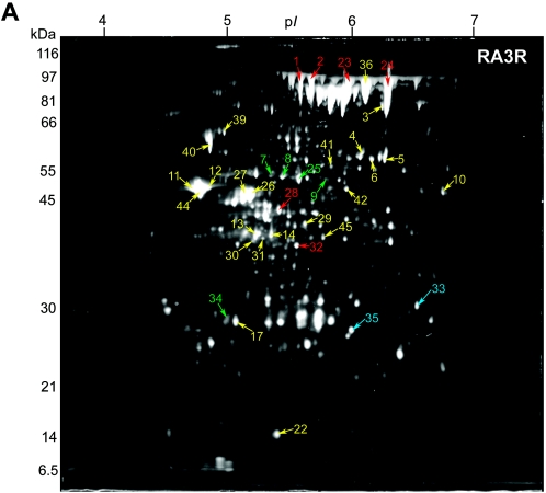 FIG. 2.