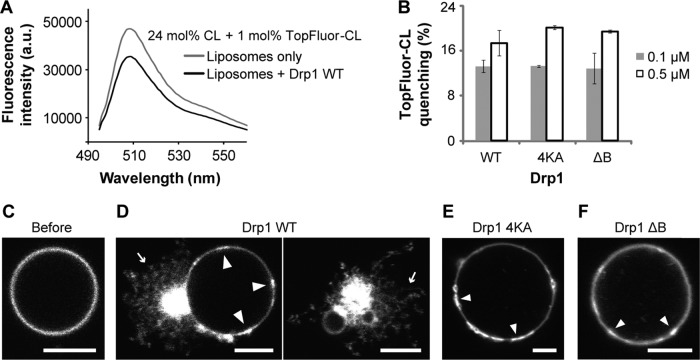 FIGURE 4: